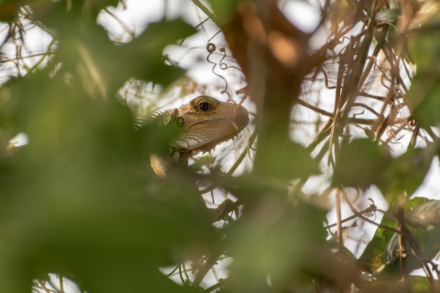 iguane caché parmi les branches d'un arbre feuillu