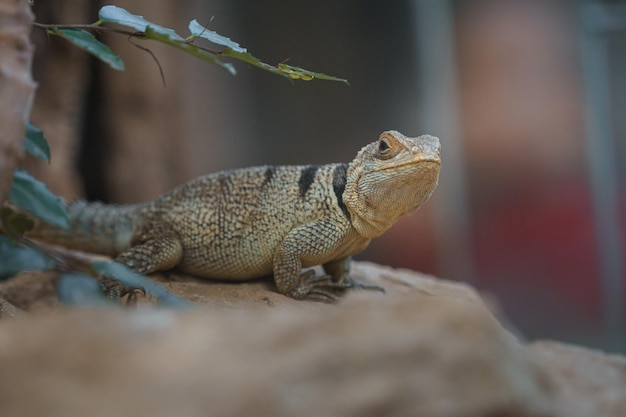 L'iguane à collier