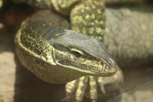 L'iguane est un genre de lézards herbivores originaires des régions tropicales du Mexique