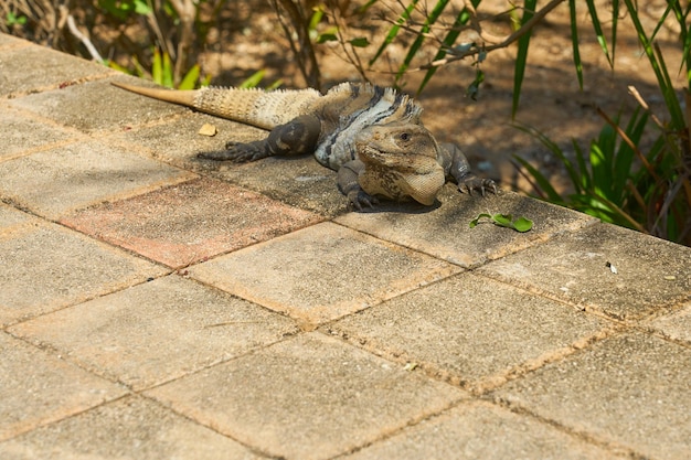 Iguane sur fond de carreaux de pierre au soleil