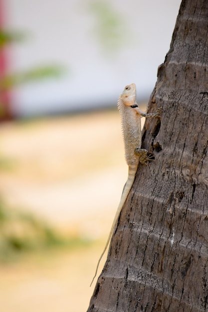 Iguane gris à Nilaveli, Trincomalee, Sri Lanka