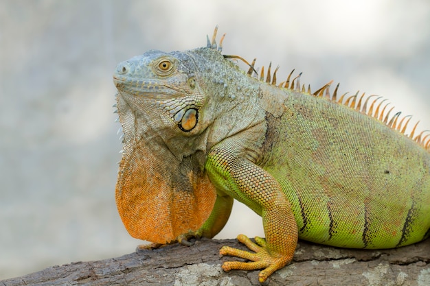 Iguane (Iguanidae), reptiles préhistoriques