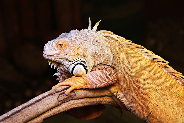 Iguane jaune