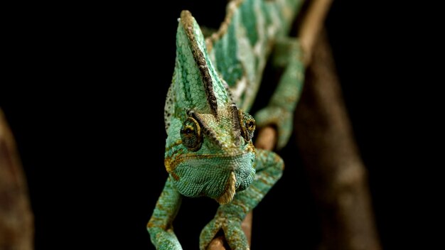 Photo l'iguane lézard sur une branche