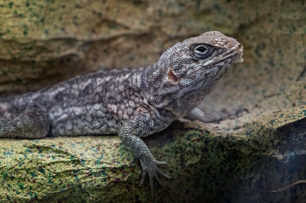 Iguane de Madagascar ou martinet de Madagascar ou martinet de Madagascar de Merrem Oplurus cyclurus