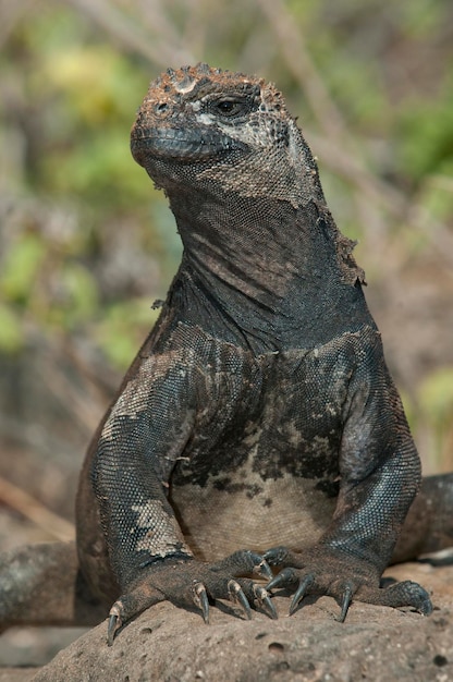 Iguane marin Amblyrhynchus cristatus l'île de Santa Cruz Îles Galapagos Equateur Amérique du Sud