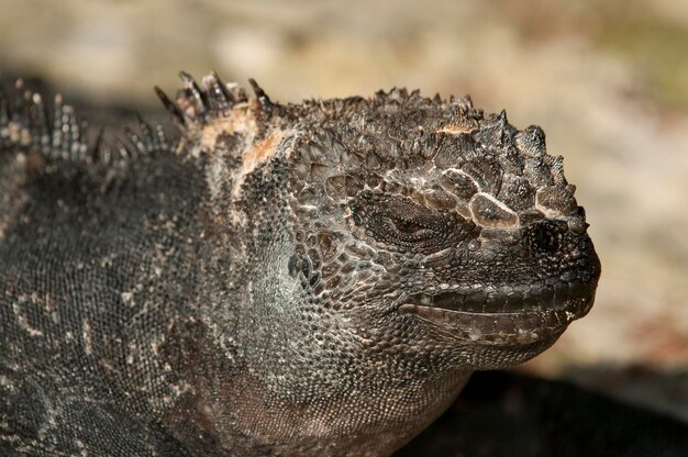 Iguane marin Amblyrhynchus cristatus l'île de Santa Cruz Îles Galapagos Equateur Amérique du Sud