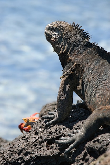 Iguane marin est assis sur les rochers dans le contexte de la mer