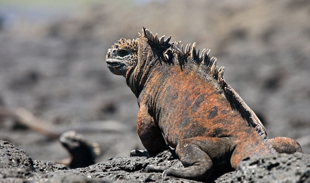 Iguane marin est assis sur les rochers