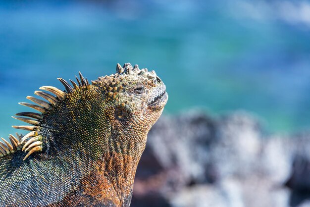 Photo iguane marin et fond bleu aux galapagos