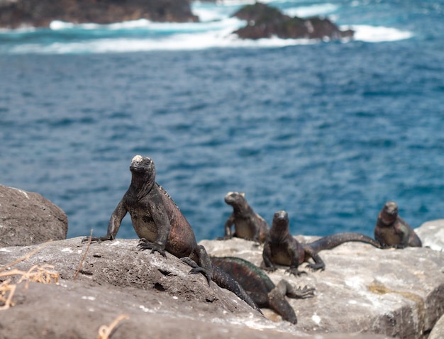 Iguane marin des Galapagos sur des roches volcaniques