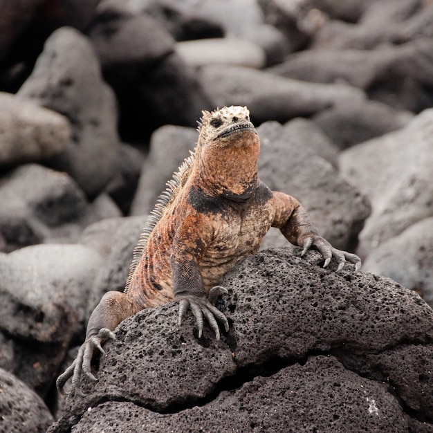 Iguane marin sur un rocher de lave se bouchent