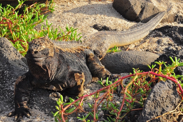 Photo iguane marin