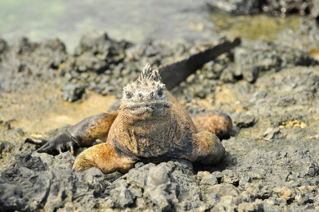 Photo l'iguane marine