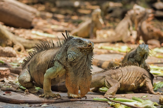 iguane mexicain géant des caraïbes mexicaines