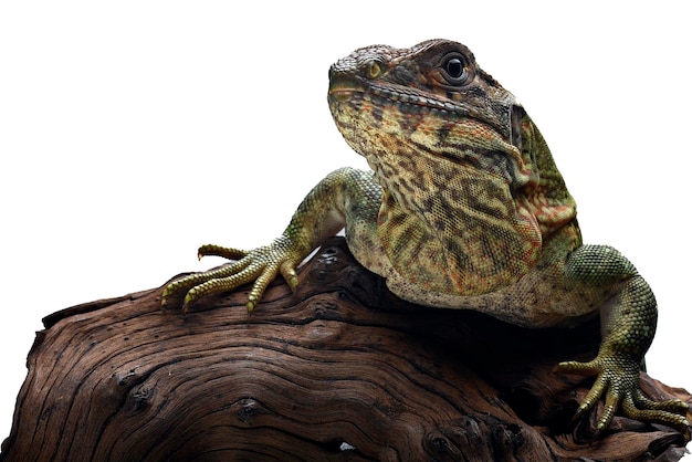 Iguane à queue épineuse noire sur fond blanc