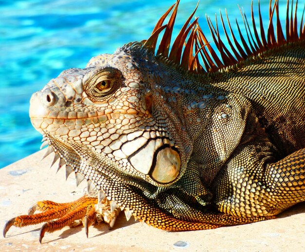 Photo l'iguane qui détourne son regard