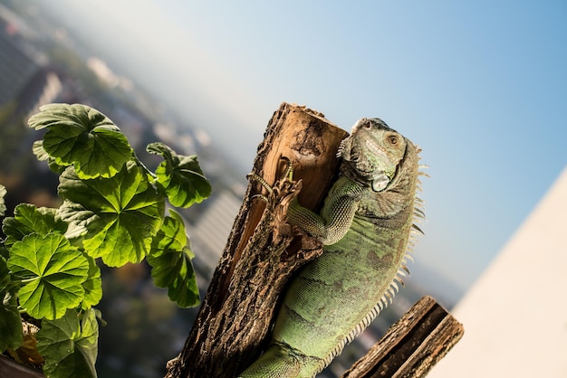 iguane rampant sur un morceau de bois et posant