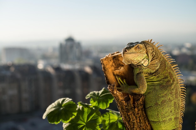 iguane rampant sur un morceau de bois et posant