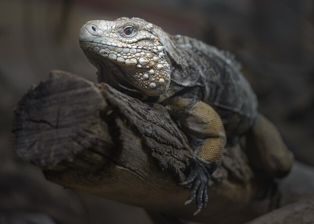 L'iguane de roche cubain