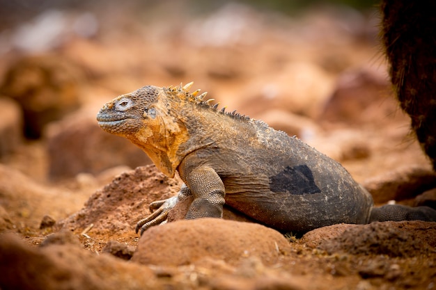 Iguane sur un rocher aux îles Galapagos