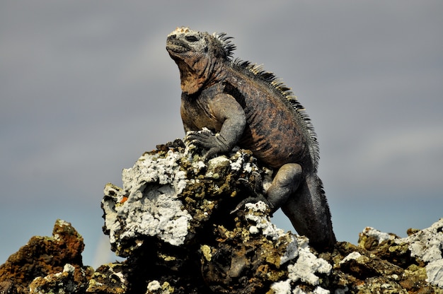 Un iguane sur un rocher