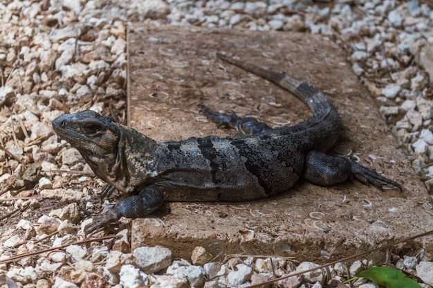 Iguane sur rochers et gravier. Iguane dans la station balnéaire de la Riviera Maya. Reptile à sang froid se prélassant au soleil sur la Riviera Maya