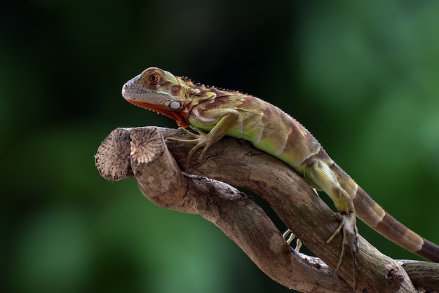 Iguane rouge sur une branche d'arbre