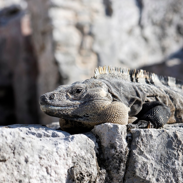 Iguane sauvage sur le rocher sous le soleil au Mexique