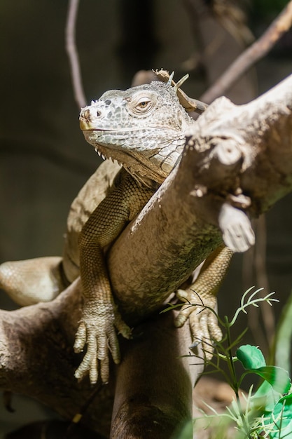 L'iguane se trouve sur une branche