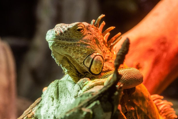 L'iguane se trouve sur une branche