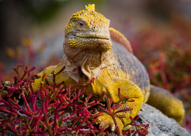 Iguane terrestre est assis sur les rochers