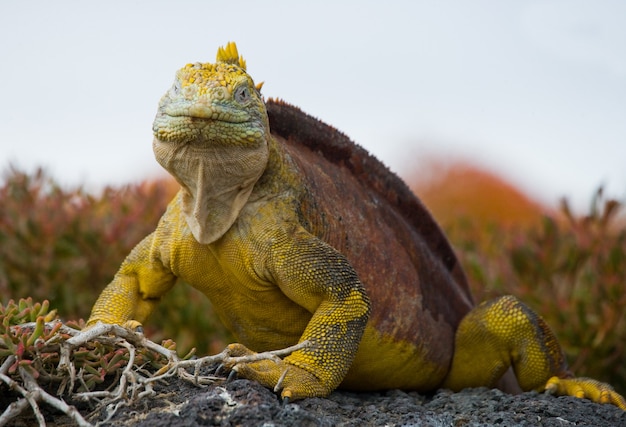 Iguane terrestre est assis sur les rochers