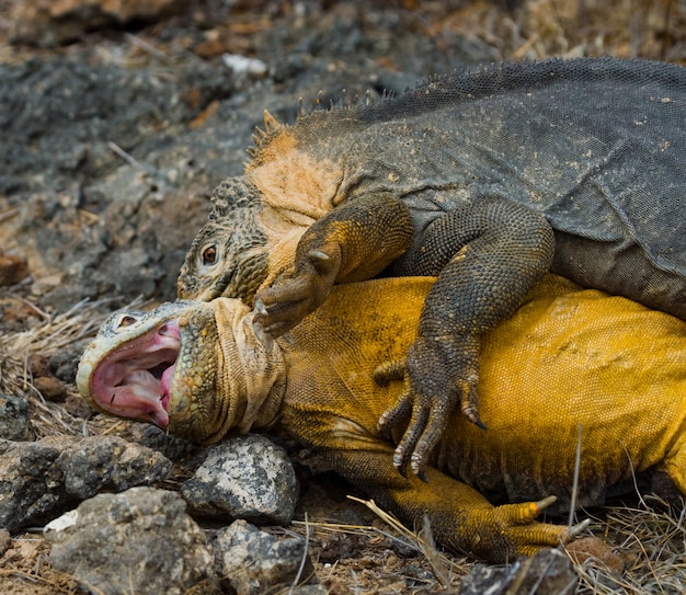 Iguane terrestre est assis sur les rochers