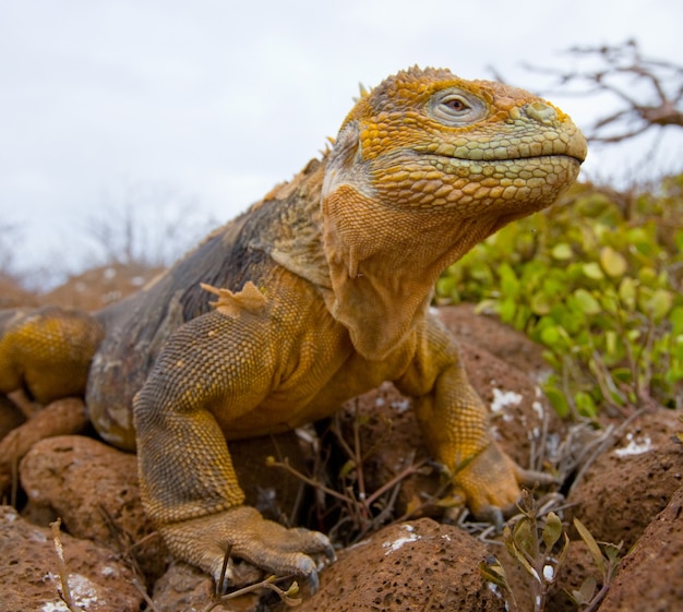 Iguane terrestre est assis sur les rochers