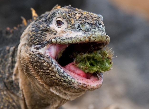 Iguane terrestre mange des cactus