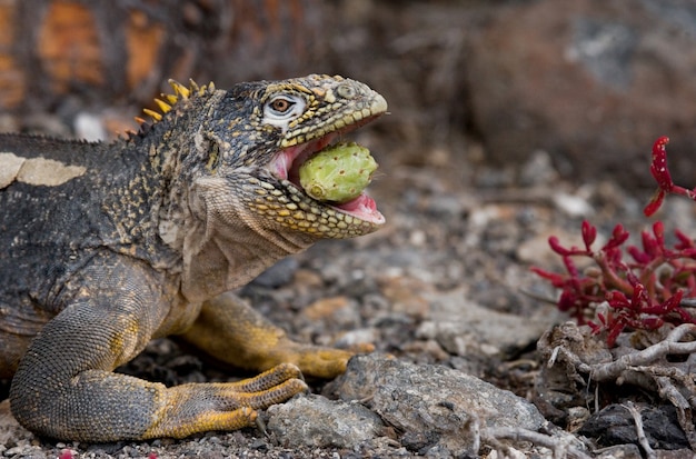 Iguane terrestre mange des cactus