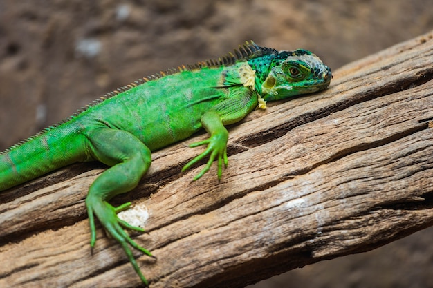 Iguane vert des Antilles moindres (Iguana delicatissima)