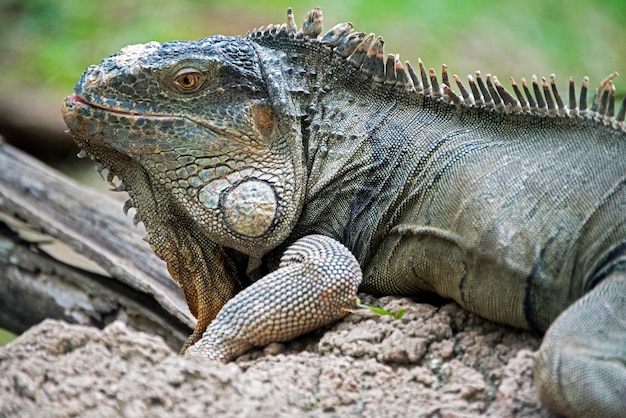 Iguane vert au sol