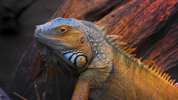 Un iguane vert aux yeux bleus se trouve dans un zoo