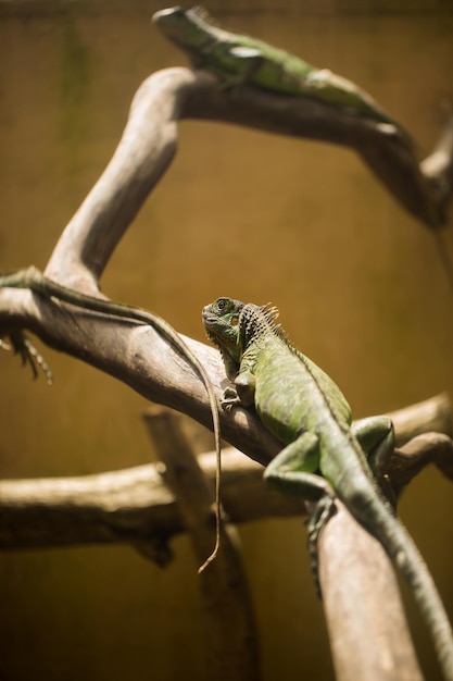 Iguane vert sur bois flotté