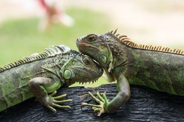 Iguane vert sur une branche d'arbre