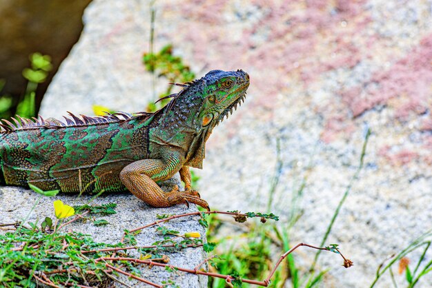 Iguane vert, également connu sous le nom d'iguane américain, lézard du genre Iguana. Il est originaire d'Amérique centrale, d'Amérique du Sud. Lézard iguane sur une pierre.