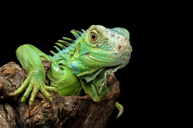 Un iguane vert est assis sur une branche.