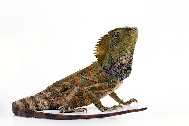 Un iguane vert est assis sur un fond blanc.