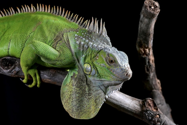 Iguane vert sur fond noir