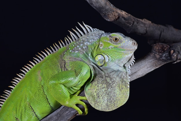 Iguane vert sur fond noir