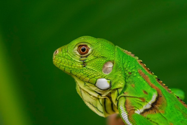 Iguane vert en gros plan avec fond vert biodiversité sud-américaine et brésilienne