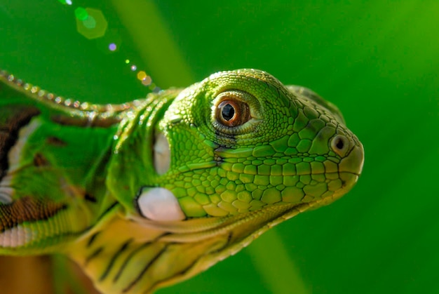 Iguane vert en gros plan avec fond vert biodiversité sud-américaine et brésilienne