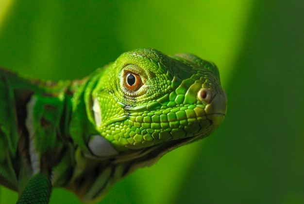 Iguane vert en gros plan avec fond vert biodiversité sud-américaine et brésilienne